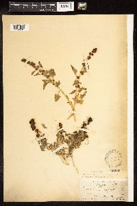 Chenopodium capitatum var. capitatum image