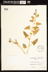 Chenopodium capitatum var. capitatum image