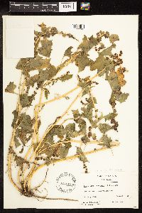 Chenopodium capitatum var. capitatum image