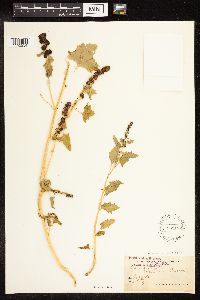 Chenopodium capitatum var. capitatum image