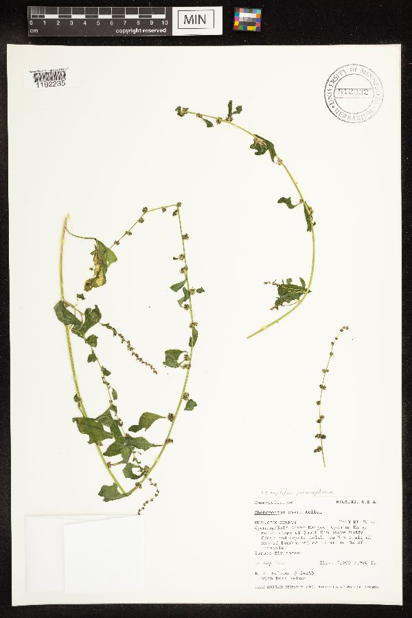 Chenopodium capitatum var. parvicapitatum image