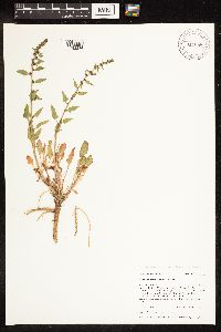 Image Associated With the Occurrence