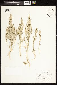 Chenopodium desiccatum image
