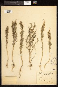 Chenopodium desiccatum image