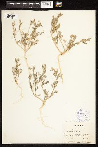 Chenopodium desiccatum image