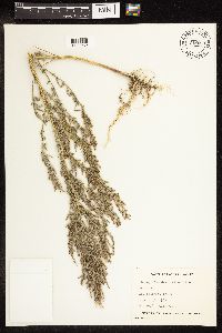 Chenopodium desiccatum image