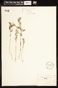 Chenopodium desiccatum image