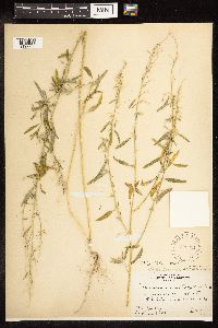 Media resource of Chenopodium foggii