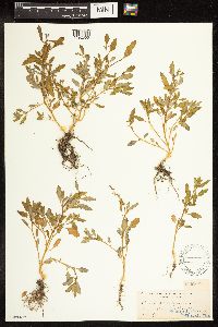 Chenopodium glaucum image