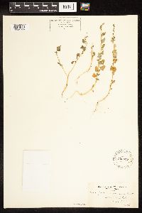 Chenopodium glaucum image