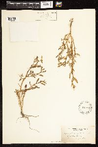 Chenopodium glaucum image