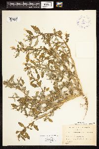 Chenopodium glaucum image