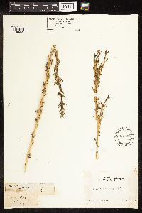 Chenopodium glaucum image