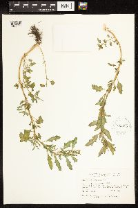 Chenopodium glaucum image