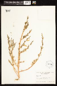 Chenopodium glaucum image