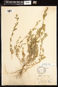 Chenopodium glaucum image