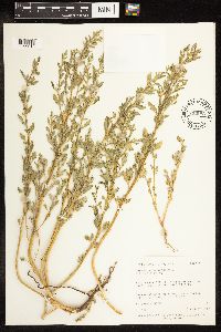 Chenopodium glaucum image