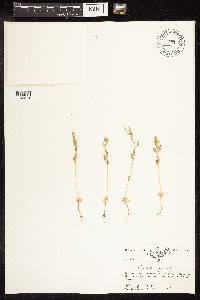 Chenopodium glaucum image