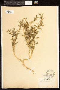 Chenopodium glaucum image