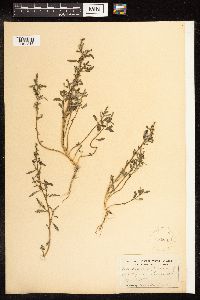 Chenopodium glaucum image