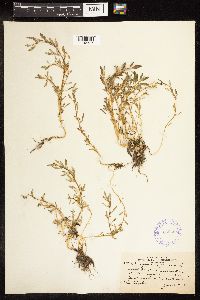 Chenopodium glaucum image