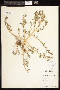 Chenopodium glaucum image