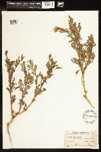 Chenopodium glaucum image