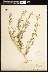 Chenopodium glaucum image