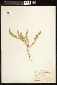 Chenopodium glaucum image