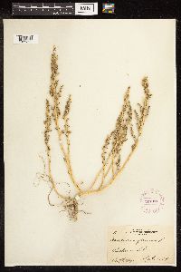 Chenopodium glaucum image