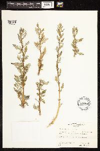 Chenopodium glaucum image