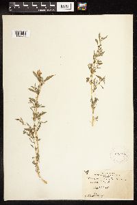 Chenopodium glaucum image