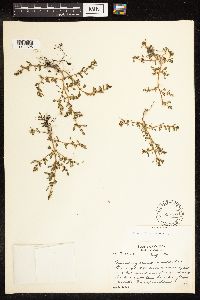 Chenopodium glaucum image