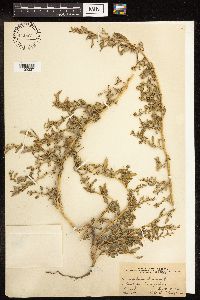 Chenopodium glaucum image