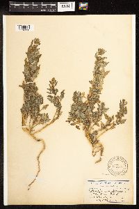 Chenopodium glaucum image