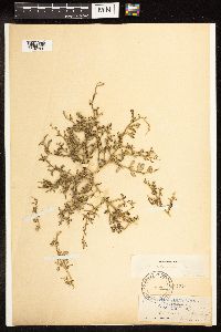 Chenopodium glaucum image