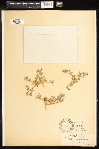 Chenopodium glaucum image