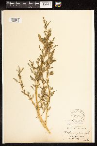 Chenopodium glaucum image