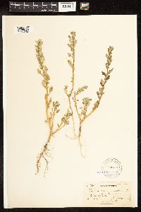 Chenopodium glaucum image