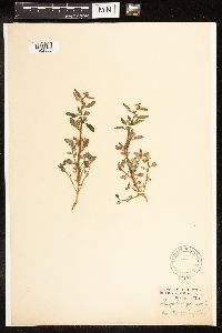 Chenopodium glaucum image