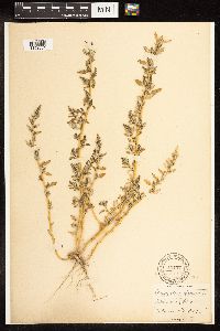 Chenopodium glaucum image
