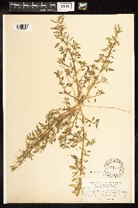 Chenopodium glaucum image