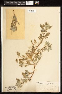 Chenopodium glaucum image