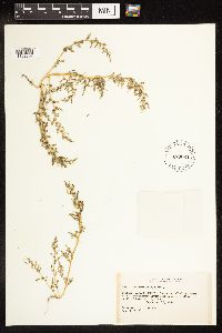 Chenopodium glaucum image