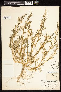 Chenopodium glaucum image
