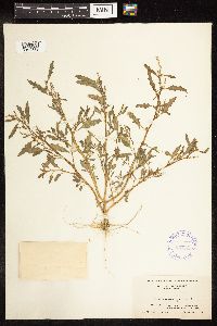 Chenopodium glaucum image