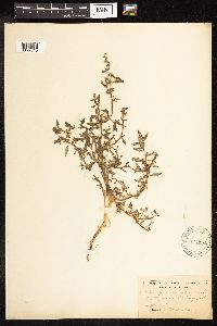 Chenopodium glaucum image