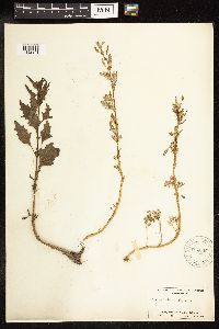 Chenopodium glaucum image