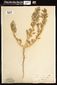 Chenopodium glaucum image