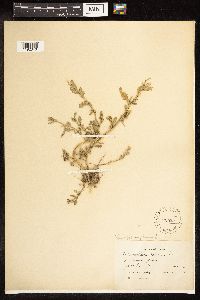 Chenopodium glaucum image
